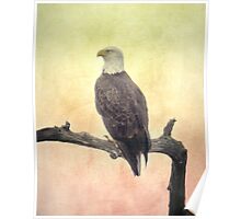 "Bald Eagle" Framed Prints by designingjudy | Redbubble