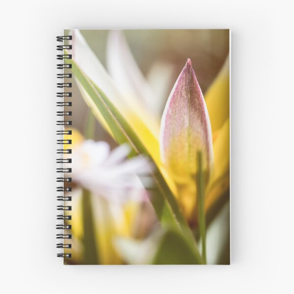 Item preview, Beautiful flower macro of miniature diminutive yellow Tulip Tulipa Tarda designed and sold by Grégory DUBUS.