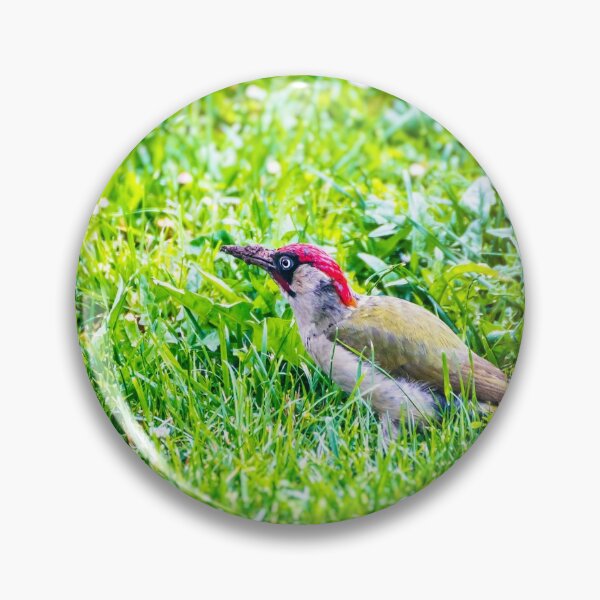 Item preview, Woodpecker beautiful bird looking for insects in fresh green grass designed and sold by Grégory DUBUS.