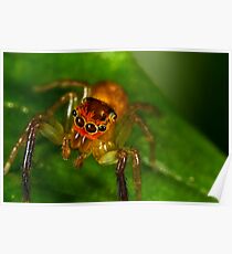 Jumping Spider (Cytaea xanthopus) Poster