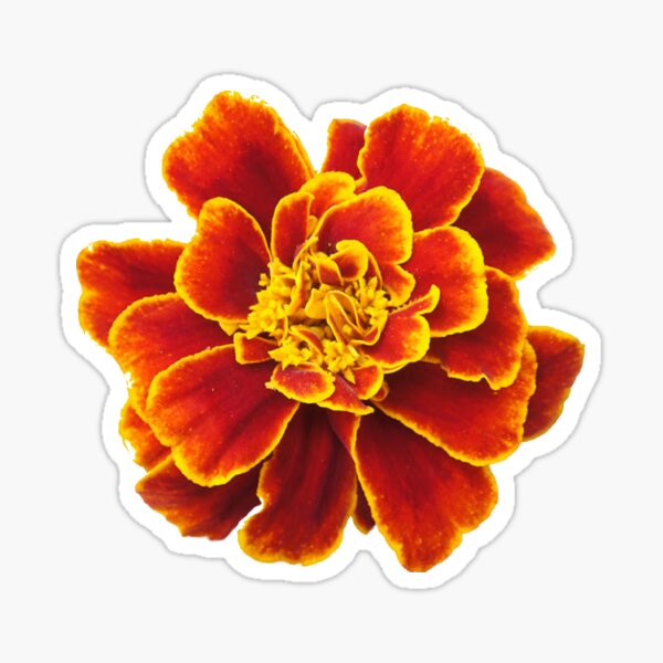 Marigold Flower Sticker Sheet — Studio Chamisa