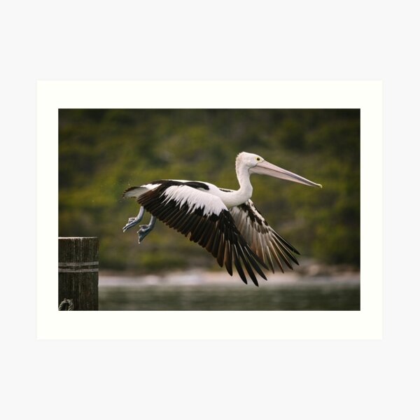 Emu Point_Pelican #02 Art Print