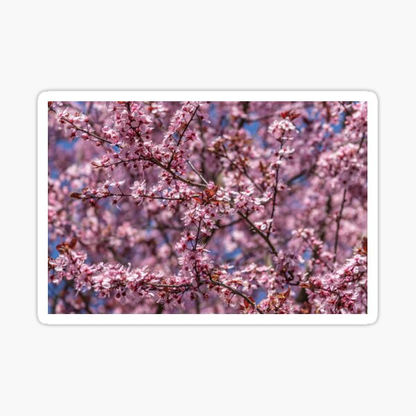 Pink blossoming trees in April in Prague. Sticker