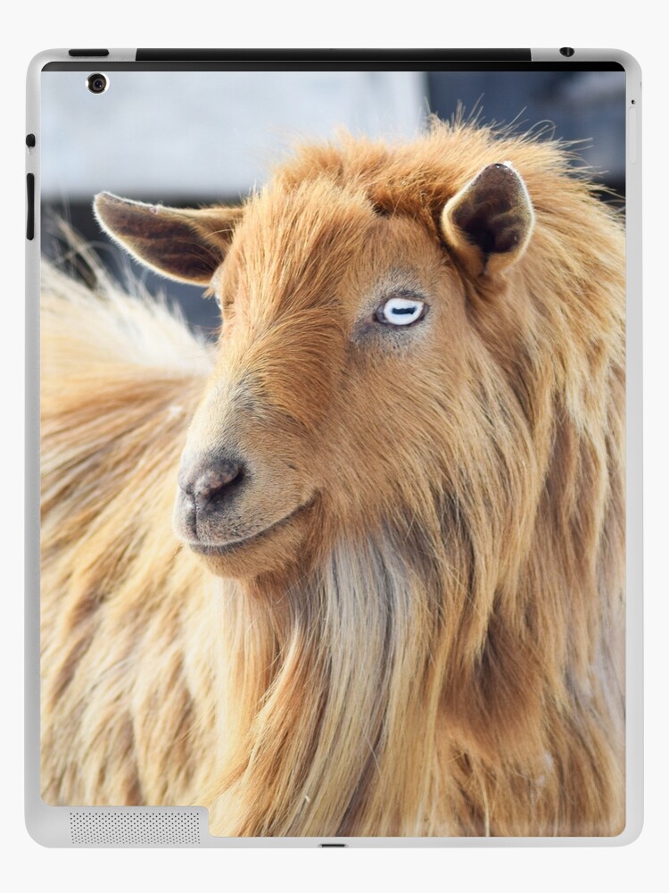 Majestic Long Haired Male Pygmy Goat With Beautiful Eyes Majestic Long Haired Male Pygmy Goat With Beautiful Eyes