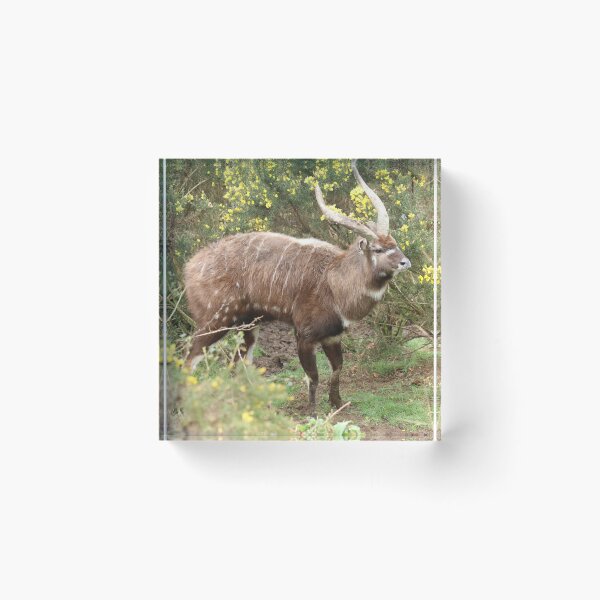 Item preview, Sitatunga designed and sold by aquabella.