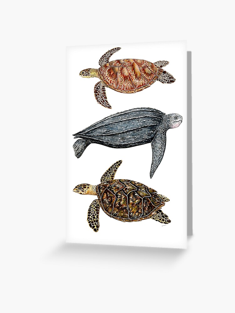 Baby Sea Turtle Greeting Card Baby Sea Turtle Greeting Card