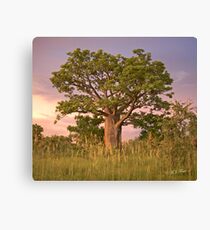Boab Tree facing sunset. Canvas Print