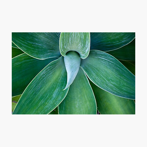 Rays of a green sun Photographic Print