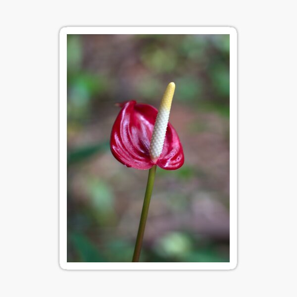 Miniature Red Anthurium Sticker