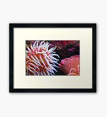 Coloured Framed Print