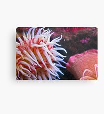 Coloured Metal Print