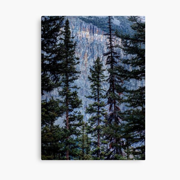 Pines at Lake Lousie, Banff, Alberta Canada Canvas Print