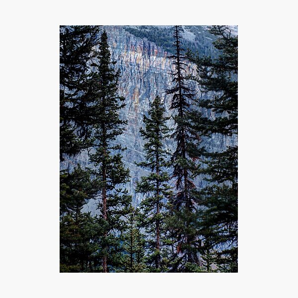 Pines at Lake Lousie, Banff, Alberta Canada Photographic Print