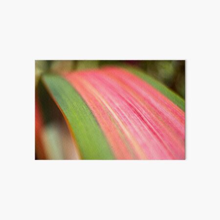 Phormium Rainbow Maiden Art Board Print