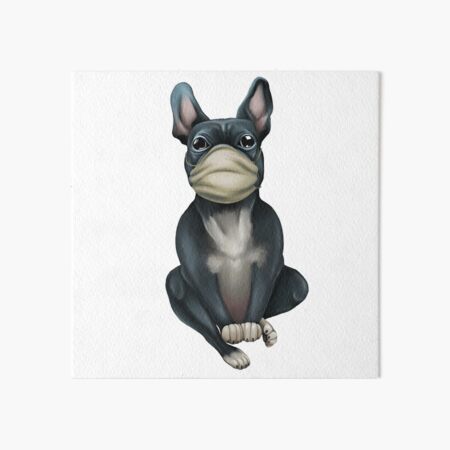 Dog breed French Bulldog in a medical mask. Doctor Art Board Print