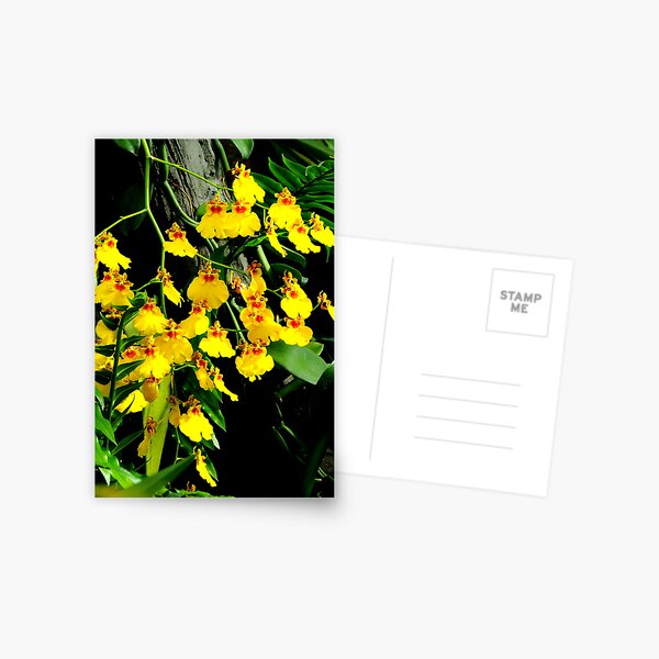 Oncidium Gower Ramsey Postcard