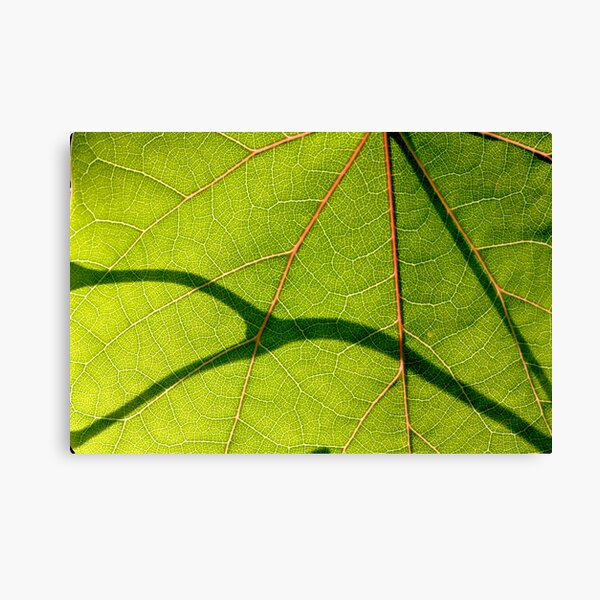 3 veins Canvas Print