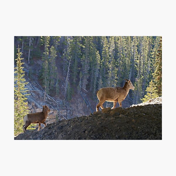 Mountain Goats Photographic Print