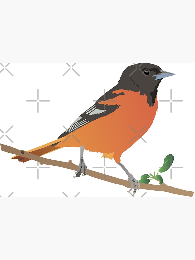 Premium Vector  Cute baltimore oriole bird cartoon flying