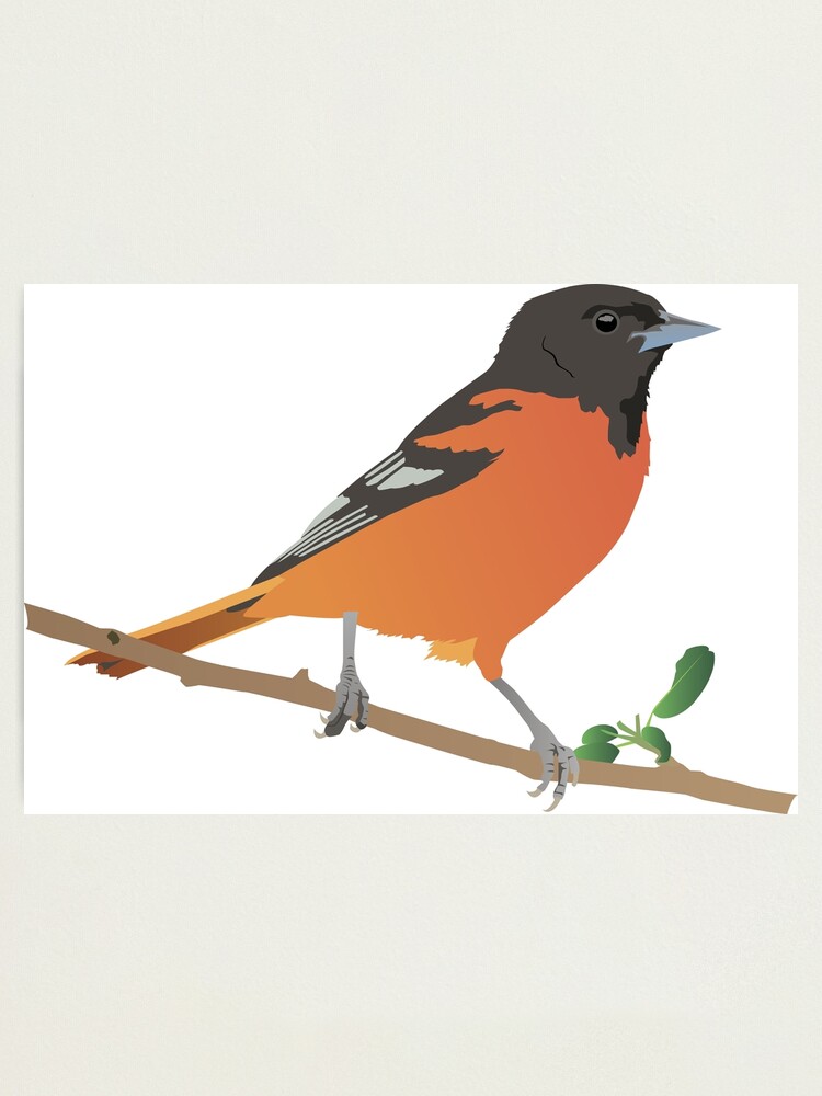 8,918 Oriole Images, Stock Photos, 3D objects, & Vectors