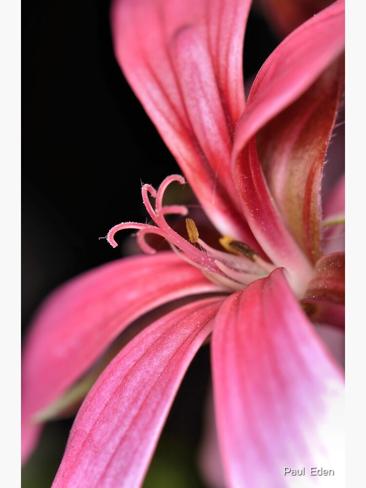 Thumbnail 7 of 7, Framed Art Print, Unknown Flower designed and sold by Paul Eden.