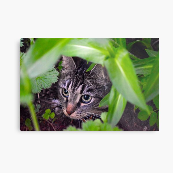 A hiding kitten photograph Metal Print