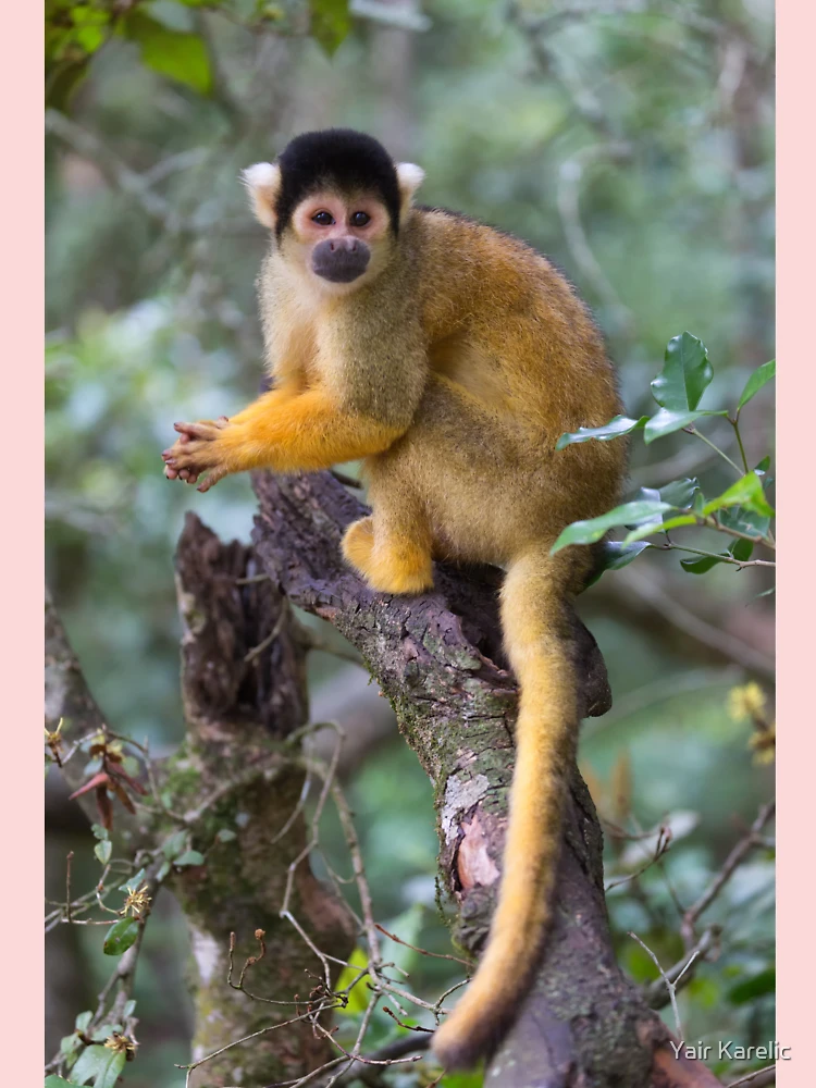 Male Black Howler Monkey (Alouatta caraya) Mask for Sale by Yair