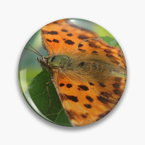 Comma Butterfly Pin