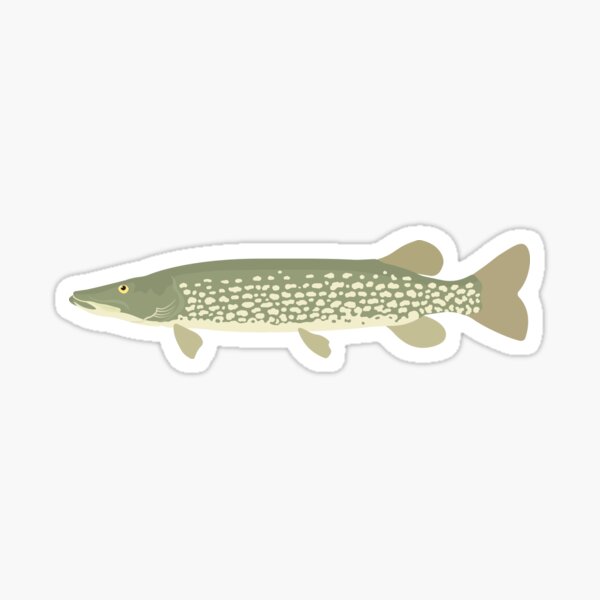 Northern Pike - Esox lucius Sticker
