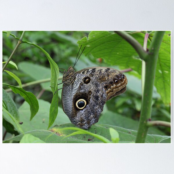 Item preview, Butterfly designed and sold by johnnycuervo.