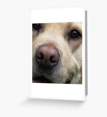 Labrador's Nose Knows... Greeting Card