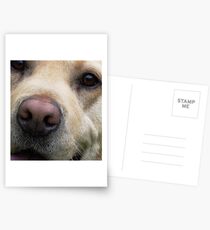 Labrador's Nose Knows... Postcards