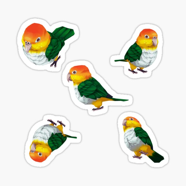 Item preview, White-bellied Caique Parrot designed and sold by Shalmons.