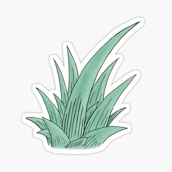 Aloe Vera Sticker