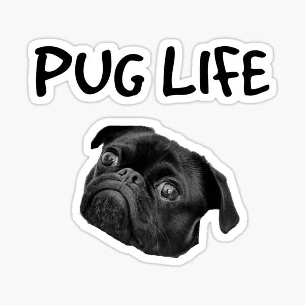 Pug Meme Stickers Redbubble - derpy pug roblox