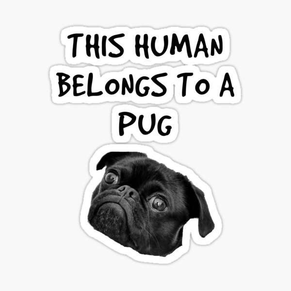Pug Meme Stickers Redbubble - derpy pug roblox