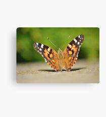 Painted Lady Leinwanddruck