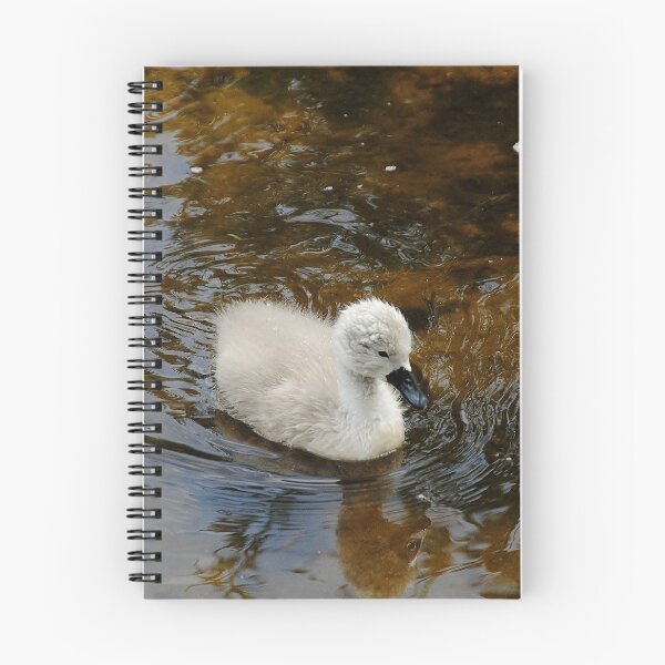 Item preview, Sweet swan on the River Avon designed and sold by Photography  by Mathilde.