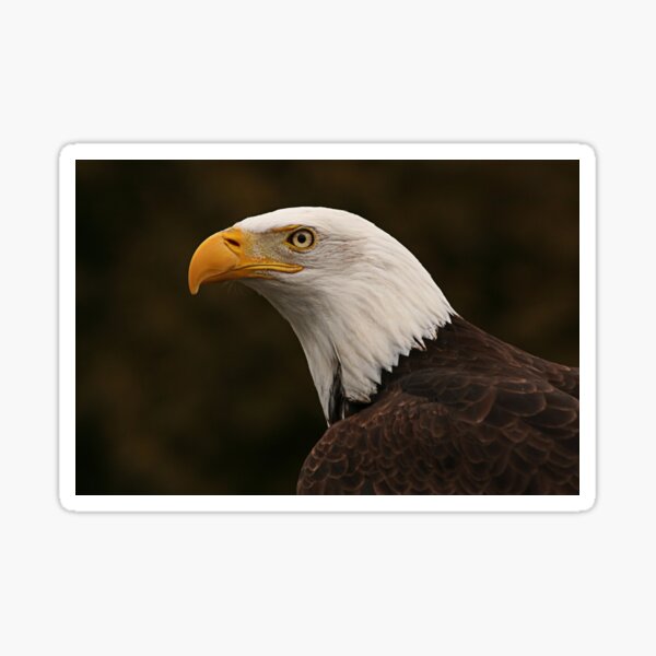 bald eagle Sticker
