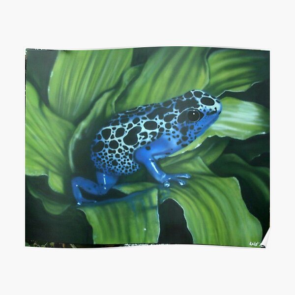 Blauer Pfeilgiftfrosch Poster