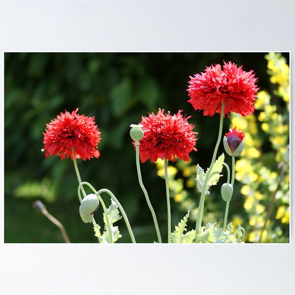 Item preview, Poppy - Pom Poms designed and sold by Sally J Hunter.