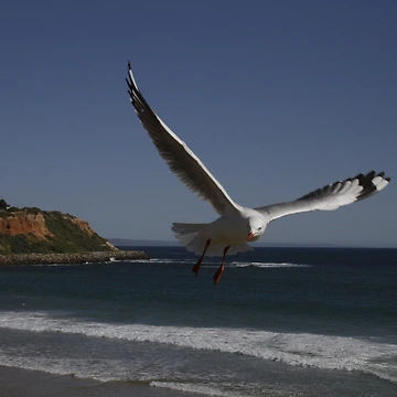 Artwork thumbnail, Seagull View by RobsVisions
