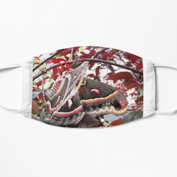 Male Cecropia Moth Mask