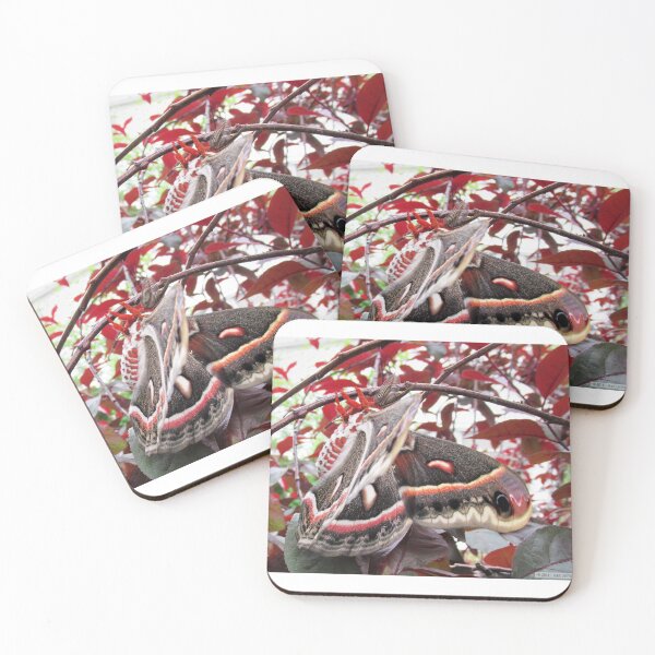 Item preview, Male Cecropia Moth designed and sold by mark-bugs-org.