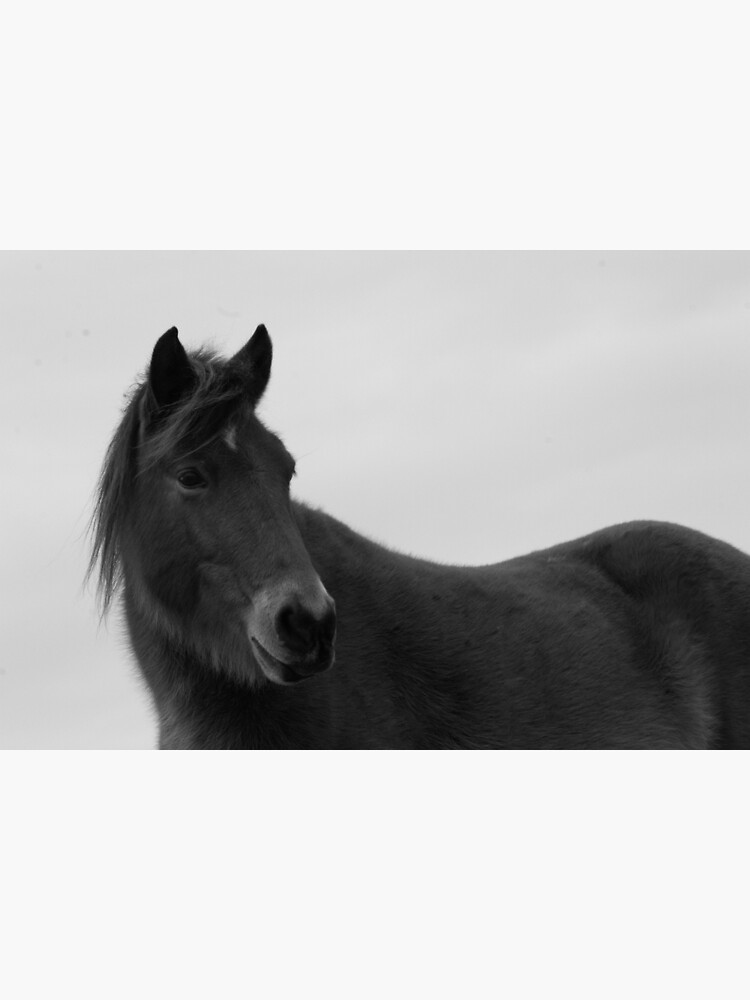 Discover Corolla Wild Horse Photograph Premium Matte Vertical Poster