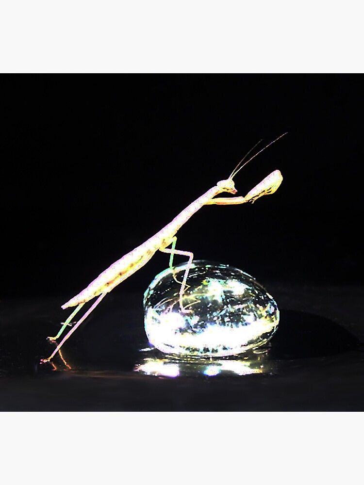 Reach for the Sky Mantis by mark-bugs-org