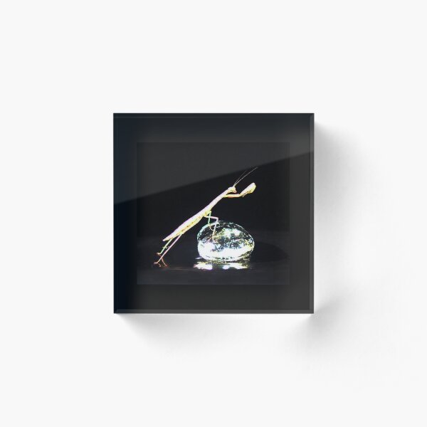 Reach for the Sky Mantis Acrylic Block