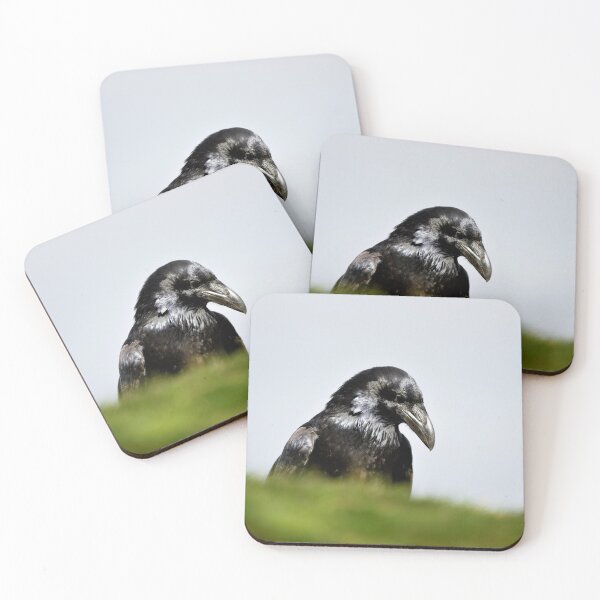 Item preview, Raven a King among Birds - Bird Photography designed and sold by John Hodges.
