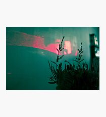 When silence stands still. Photographic Print