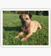 Border Terrier Sticker